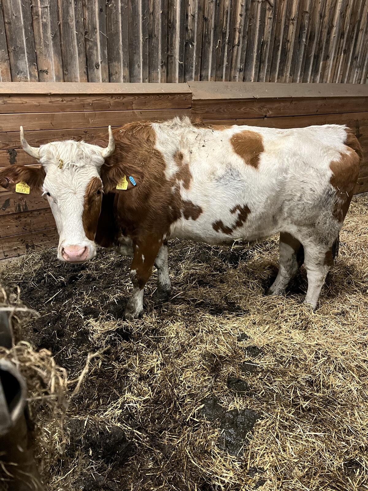 Fleckvieh Kalbin mit Horn 1