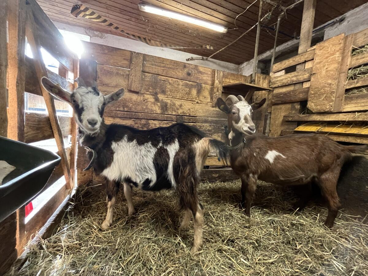 Trächtige Erstlings-Tauernschecken-Mixe 1