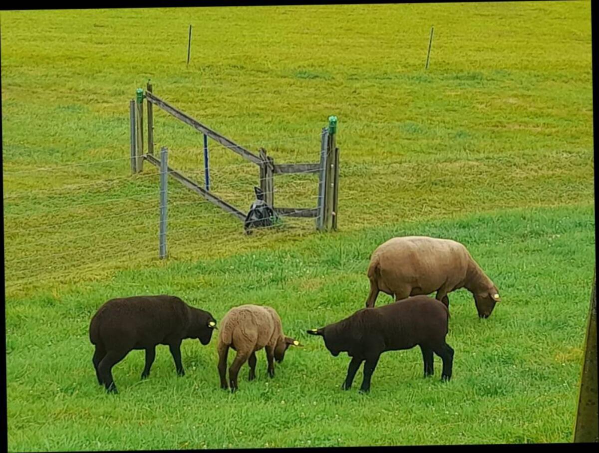 1 Jura Schaf weiblich 2