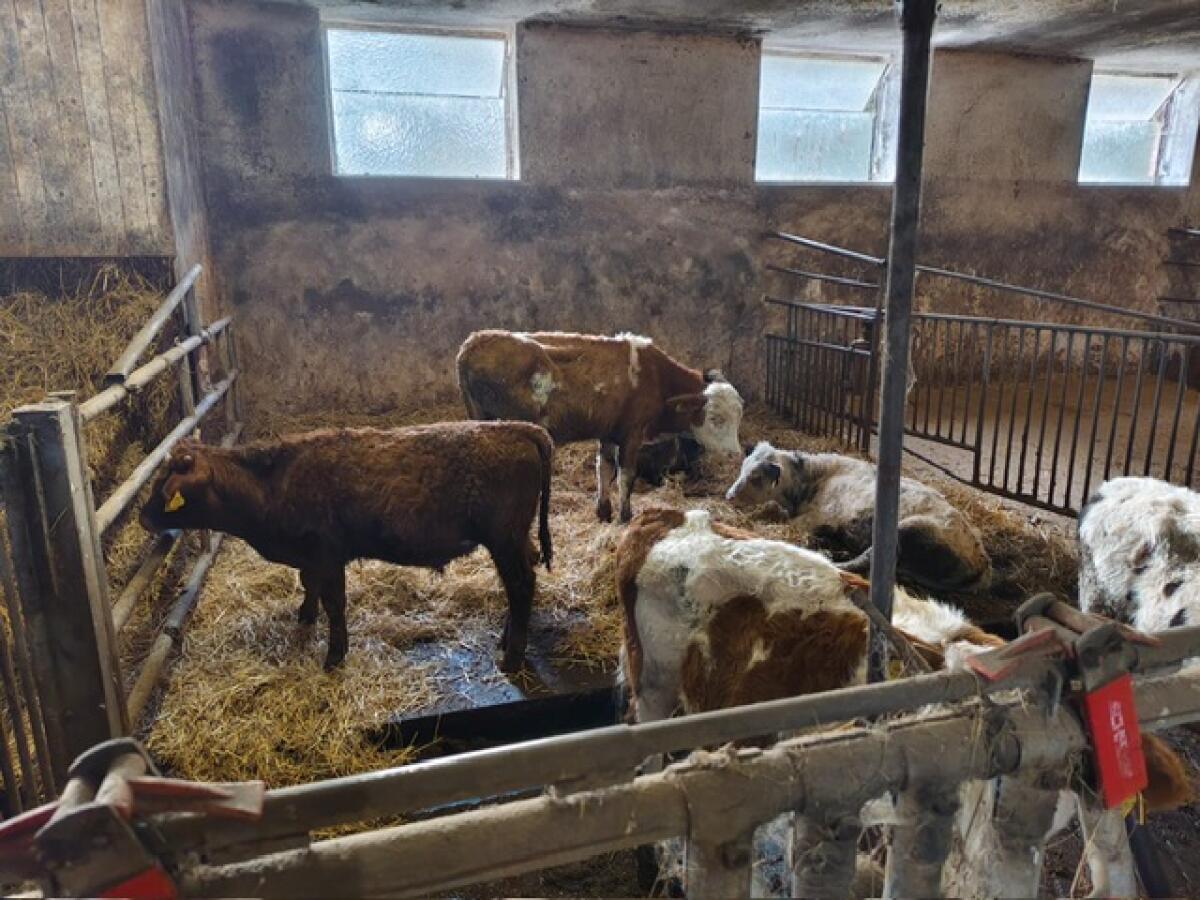 Einsteller Ochsen und Kalbinnen 1