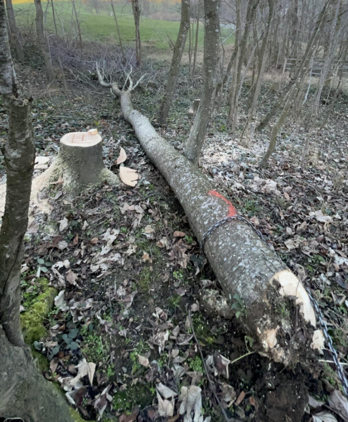 Forstarbeiten, Lohnspalten, Holzrückung 2