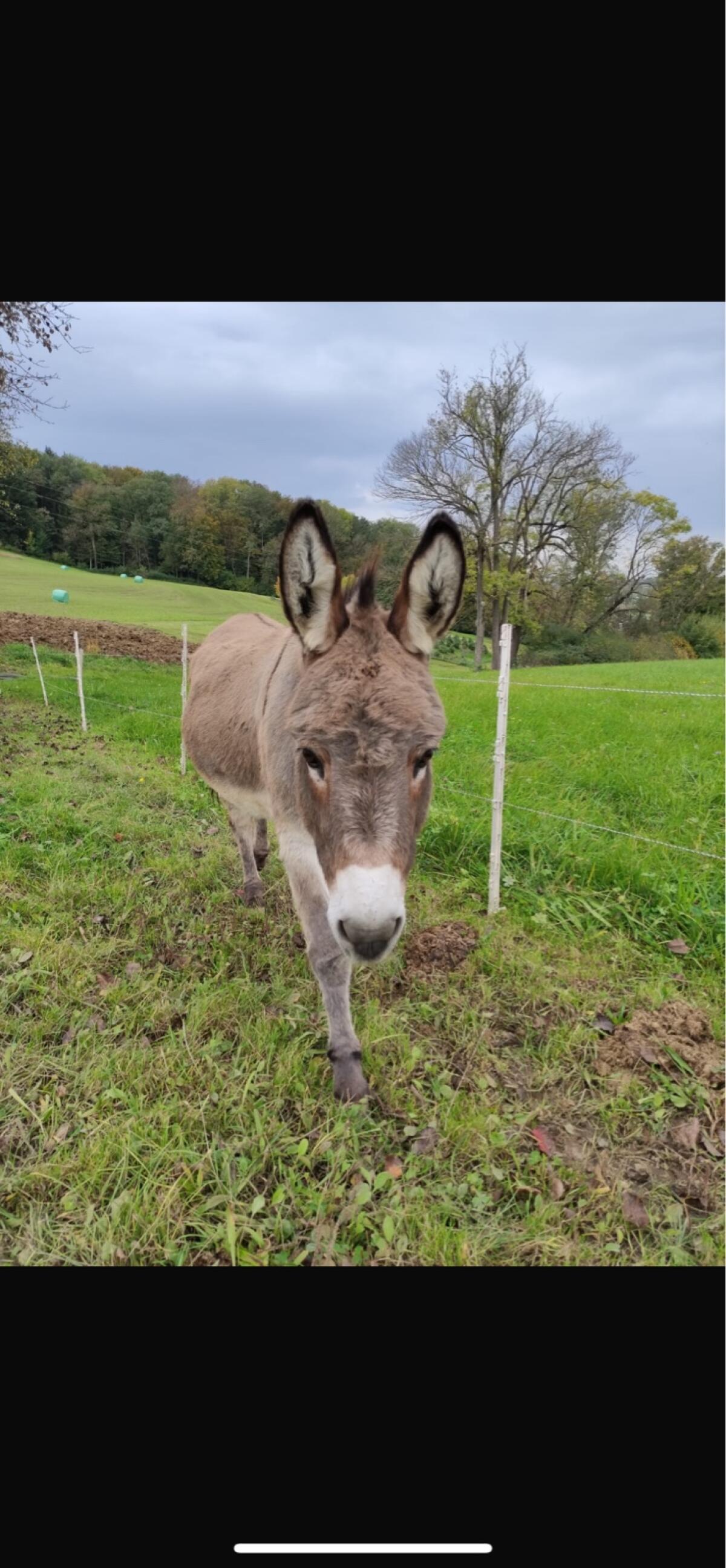 Eseldamen suchen Traumplatz 3