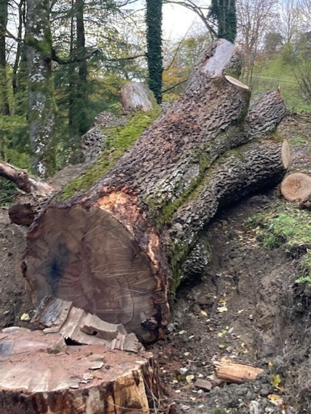 Alter Eichenstamm, mind. 300 Jahre 3