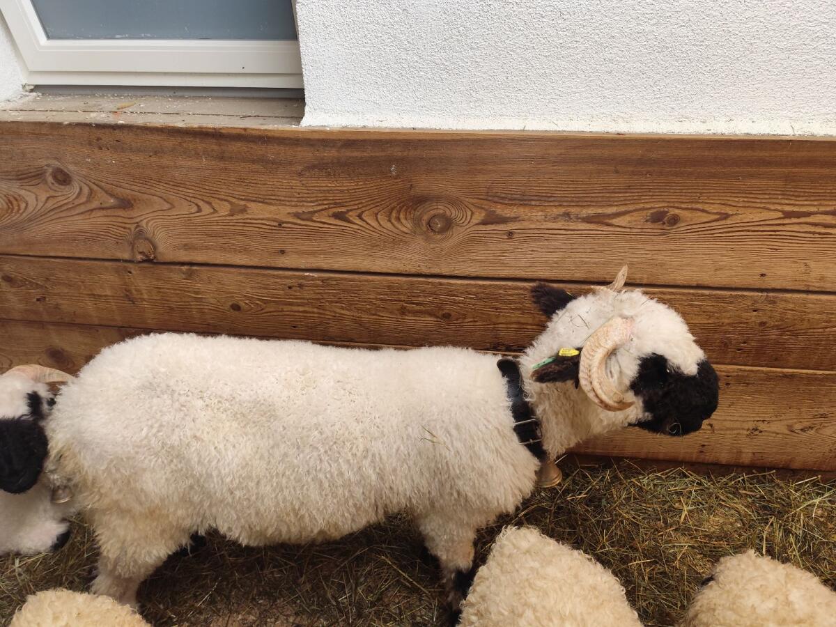 Walliser Schwarznasen 3