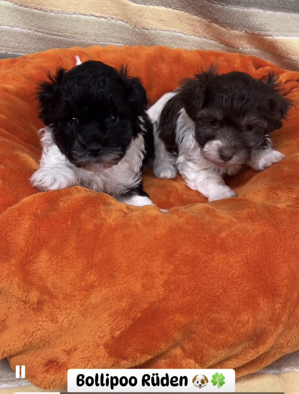 Bollipoo-Welpen, Bichonpoo-Welpen und Zwergpudel 1
