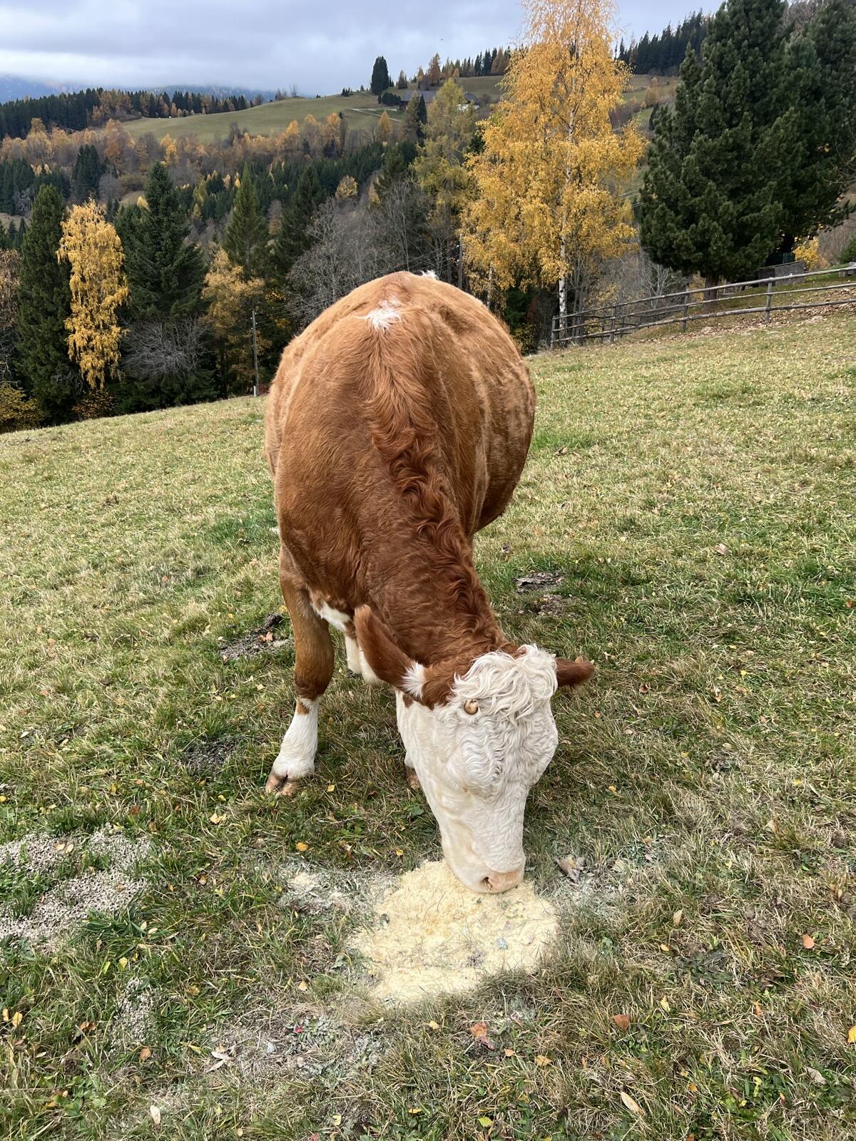 Zuchtkalbin, Fleckvieh, Kalbin 2