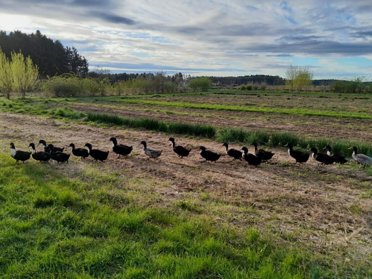 Mitarbeit am Biohof 3