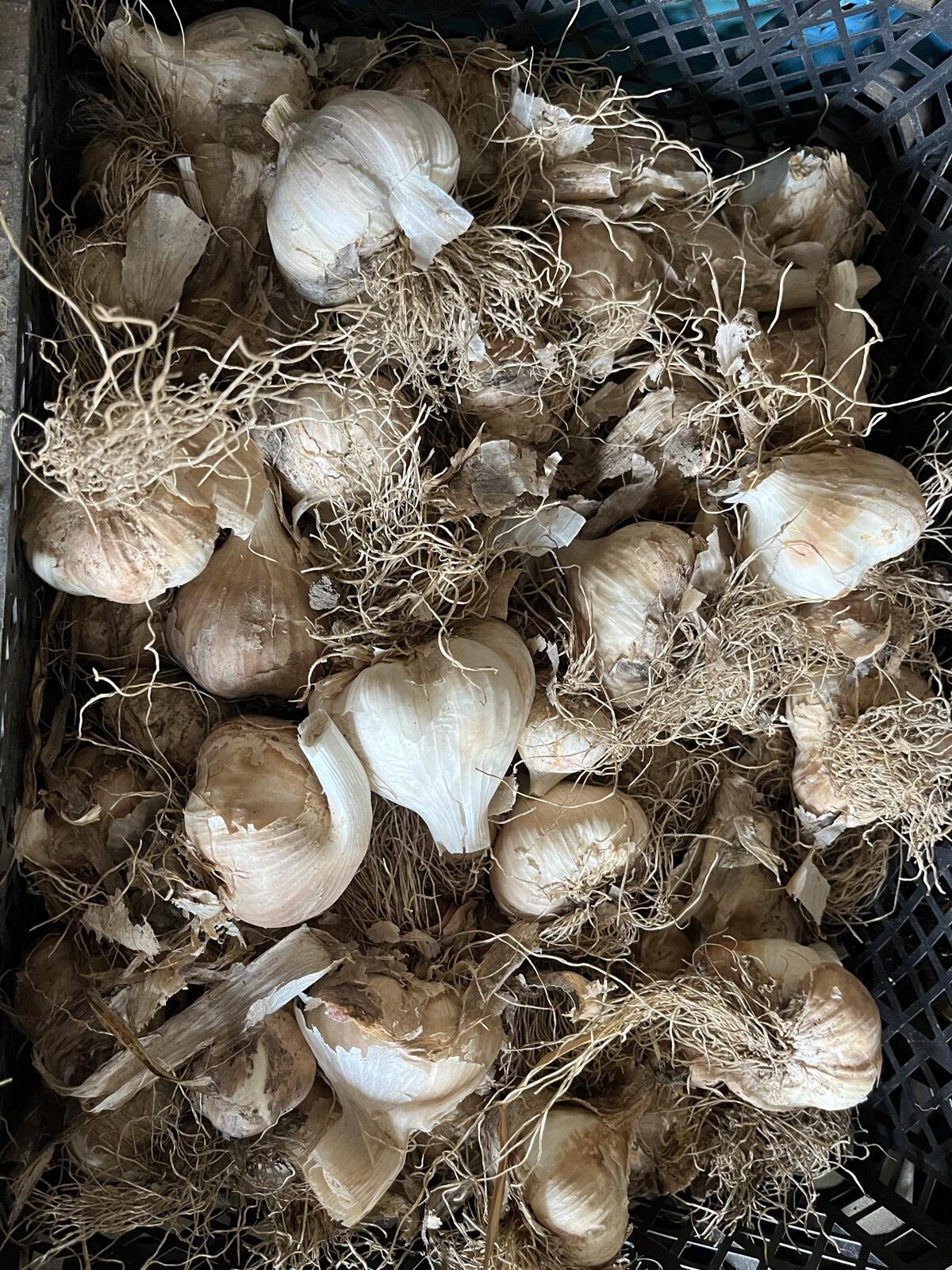Knoblauch zu verkaufen 1