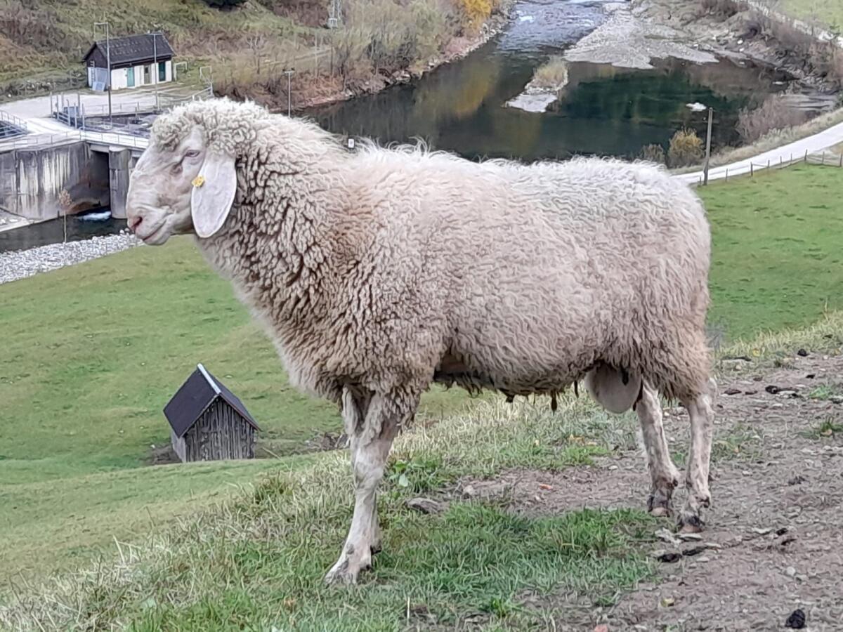 Bergschaf Widder 3