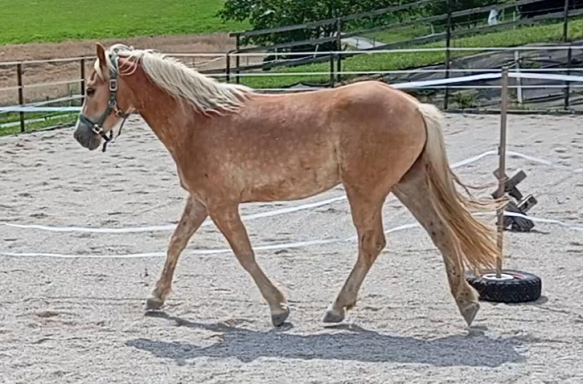 Haflinger Wallach 1