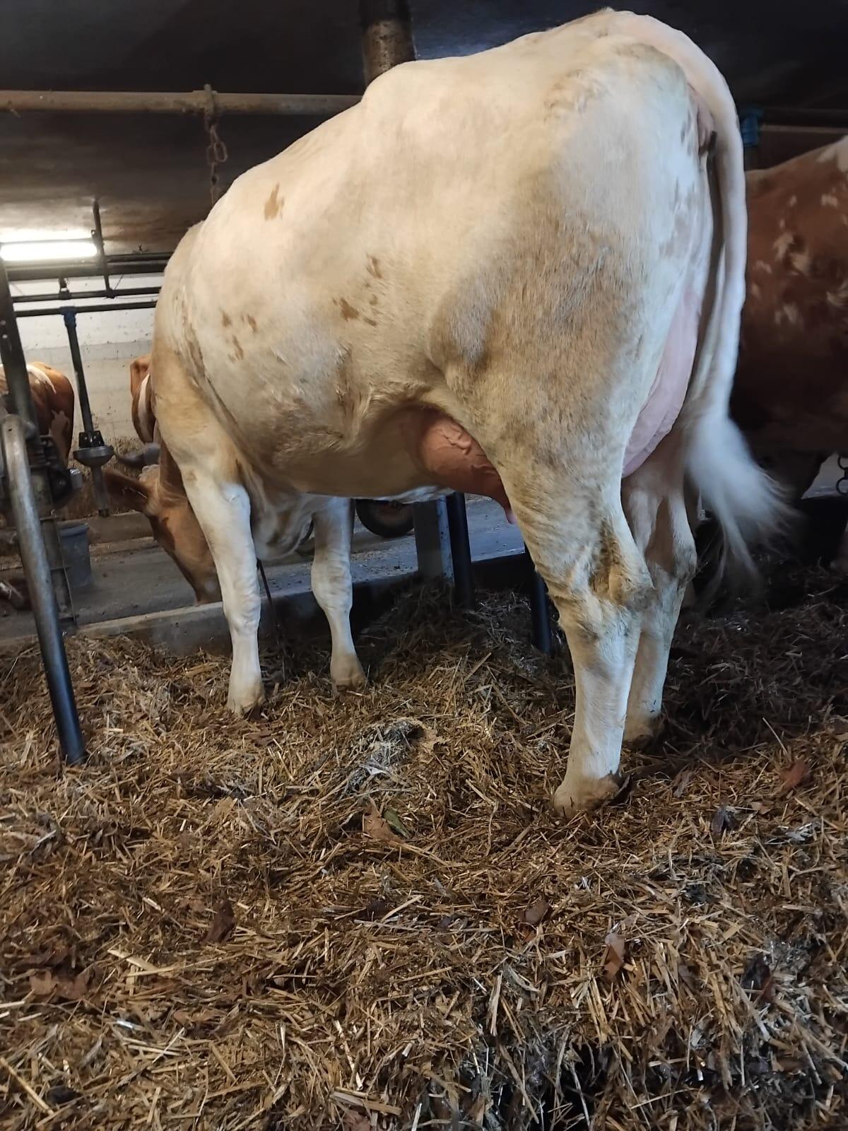 Verkaufe schöne Fleckvieh Erstlingskuh mit Horn 2