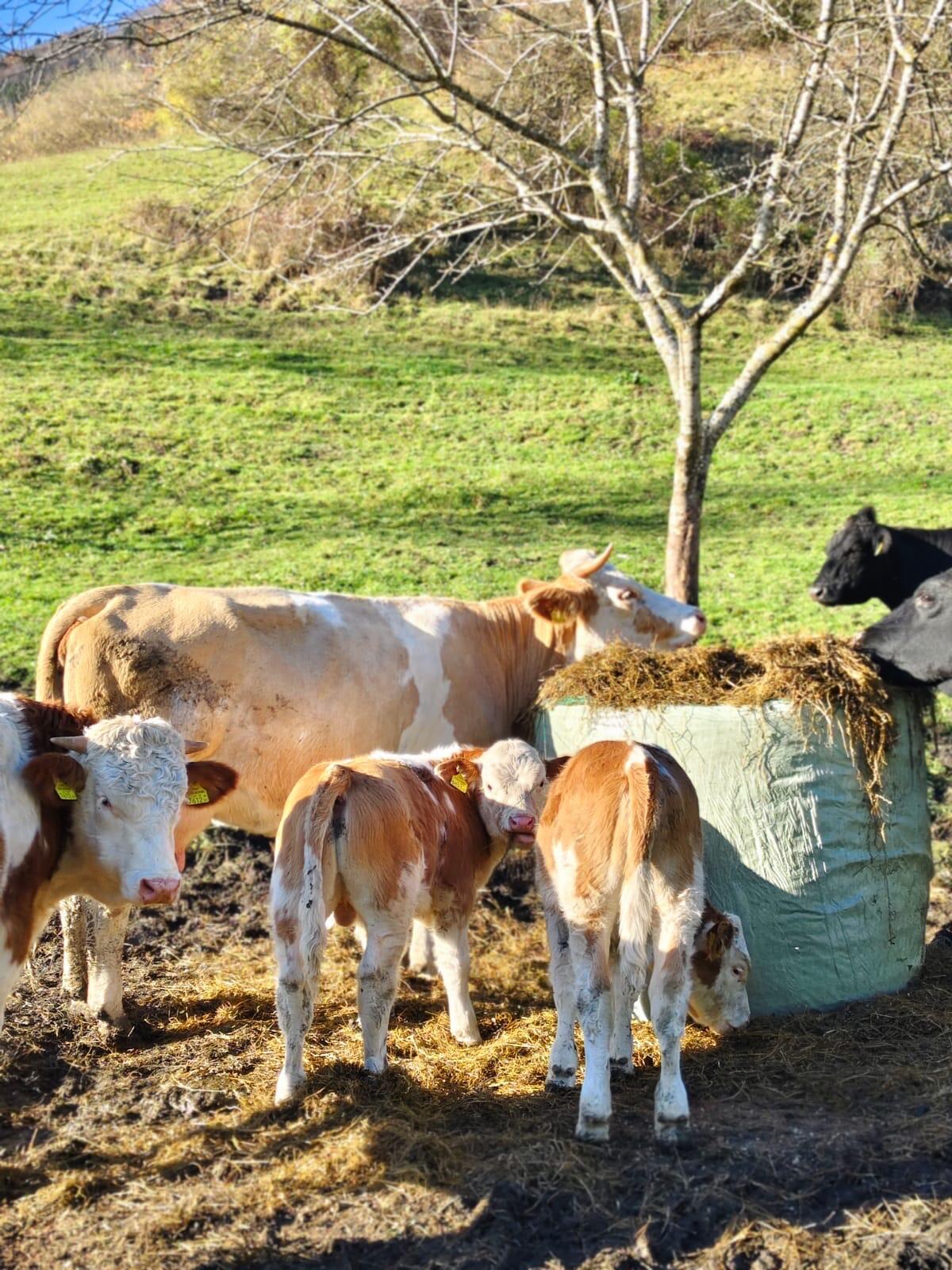Bio FV Mutterkuh mit zwei Kälbern 1