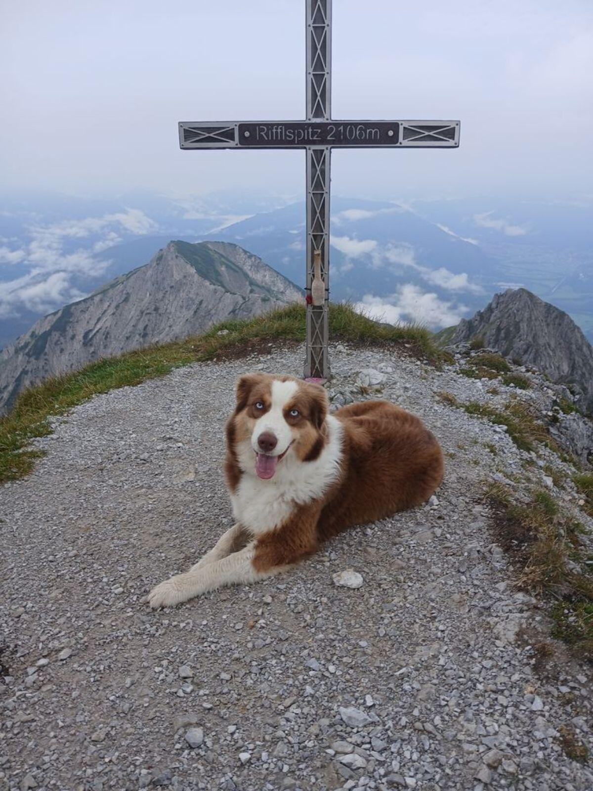 Australian Shepherd 3