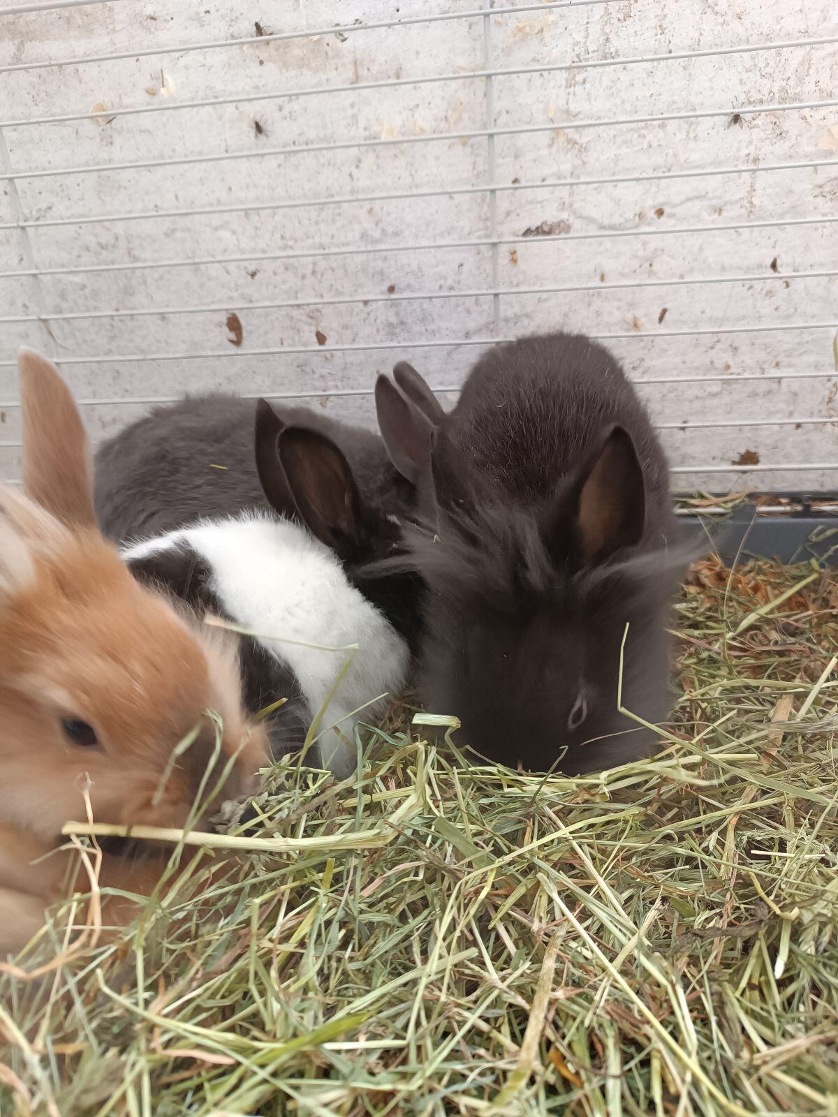 Zwergkaninchen 1