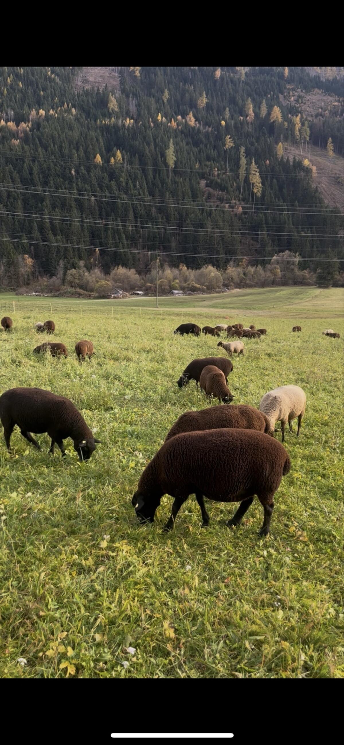 Jurazuchtschafe und Lämmer 1