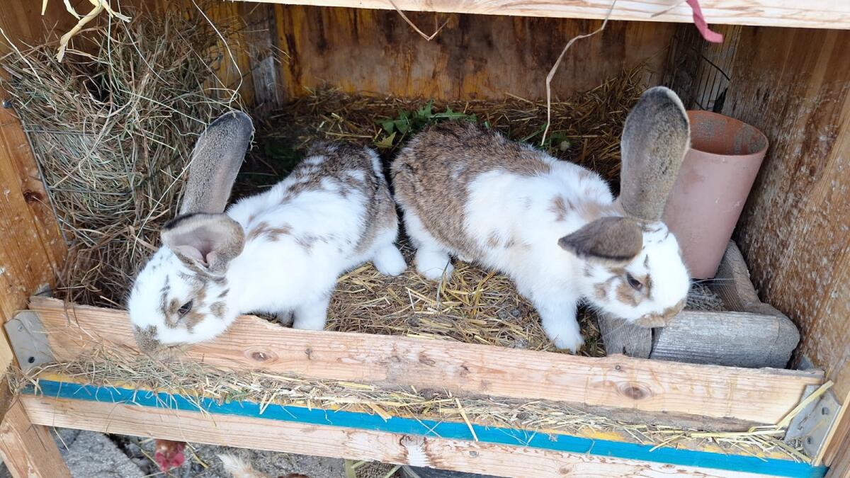 Riesen Mixe (viele Farben) 2