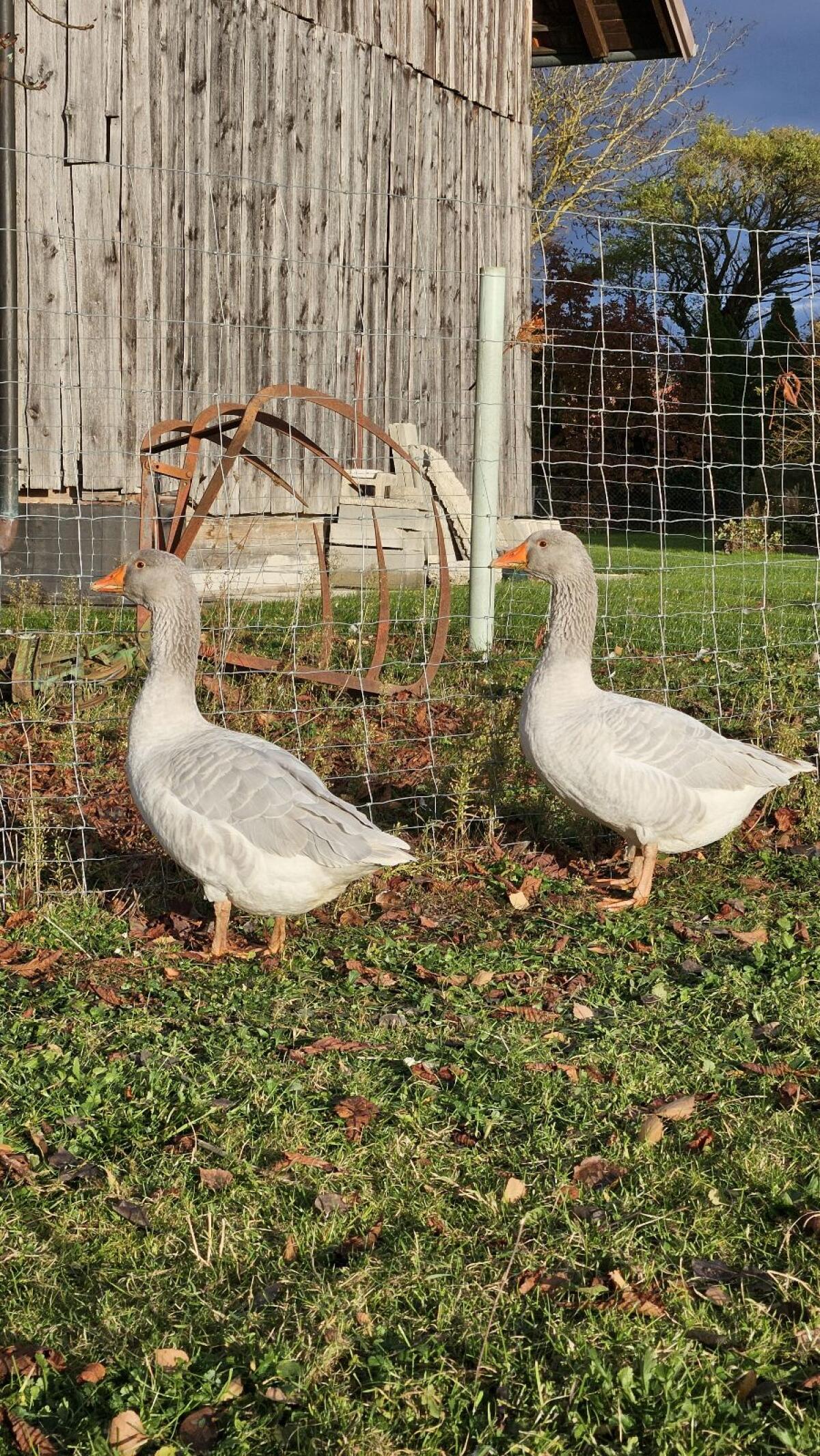 Fränkische Landgänse 1