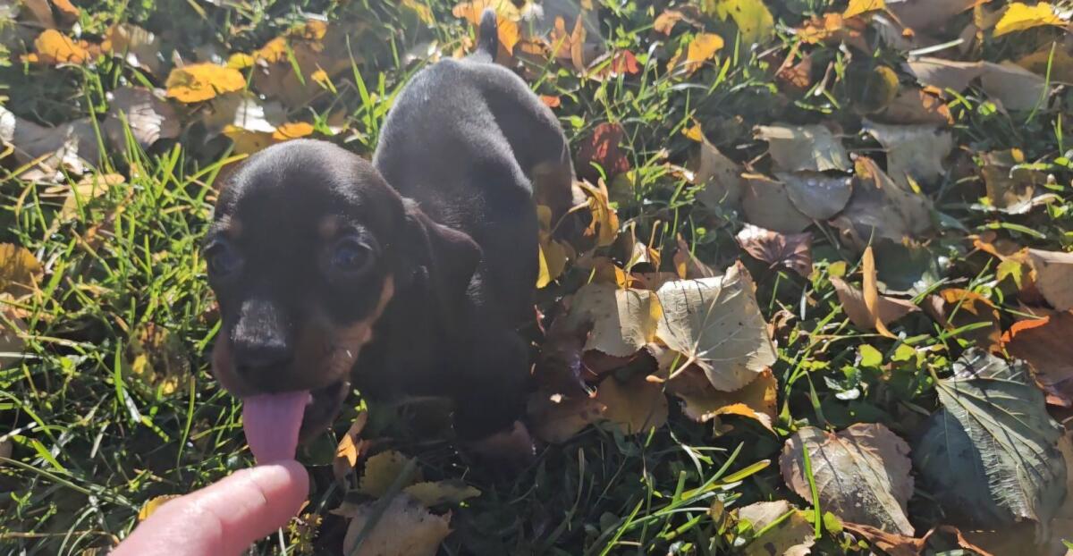 Zwergdackel Welpen 3