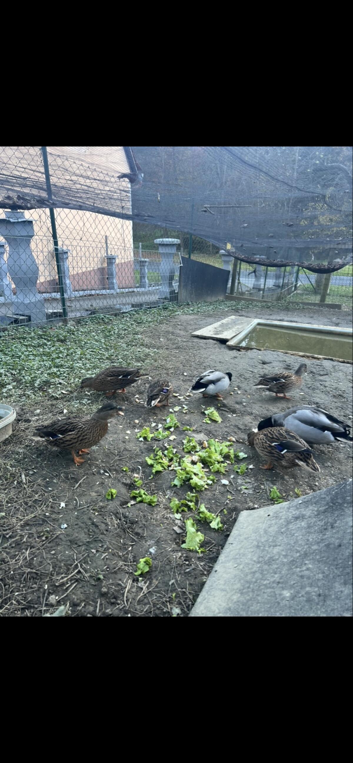 Zwergenten Weibchen 3