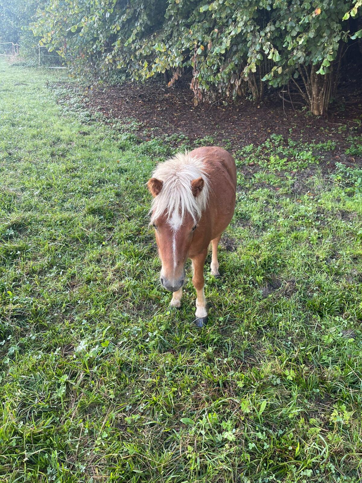 Mini Shetty sucht neues Zuhause 1