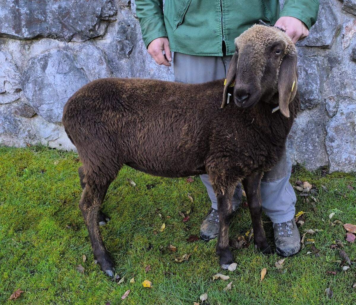 Verkaufe Braunes Bergschaf Kilbern HB 2