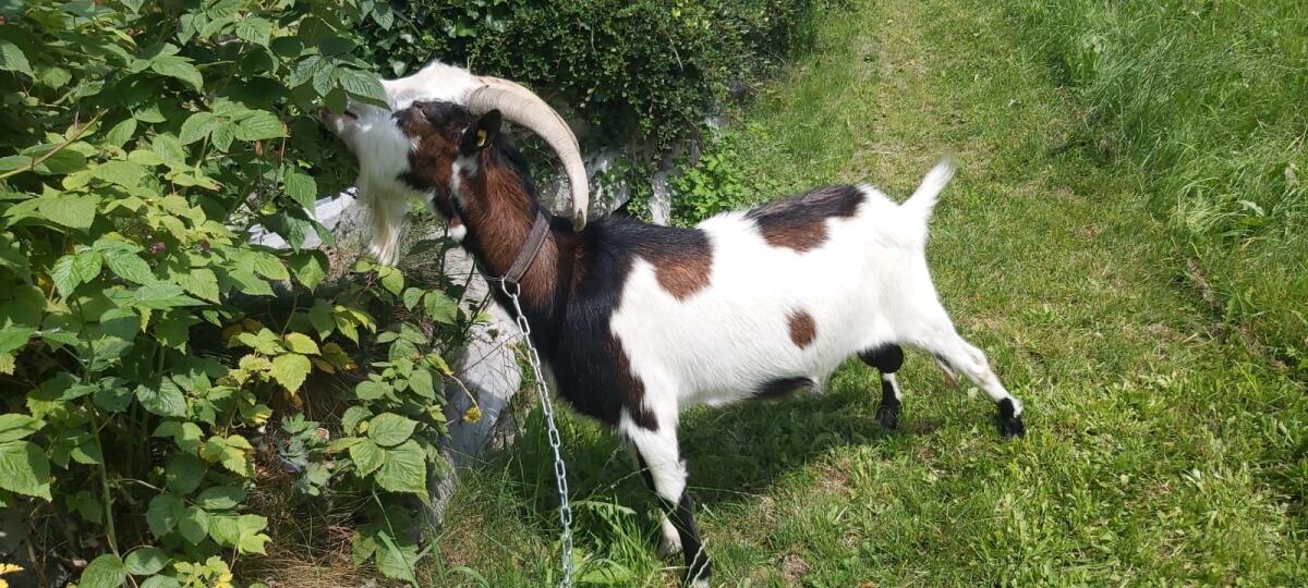 Tauernschecken Ziegenbock 1