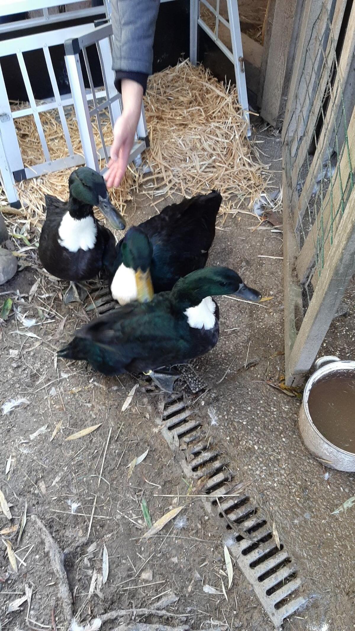 Pommernenten Paar schwarz 2