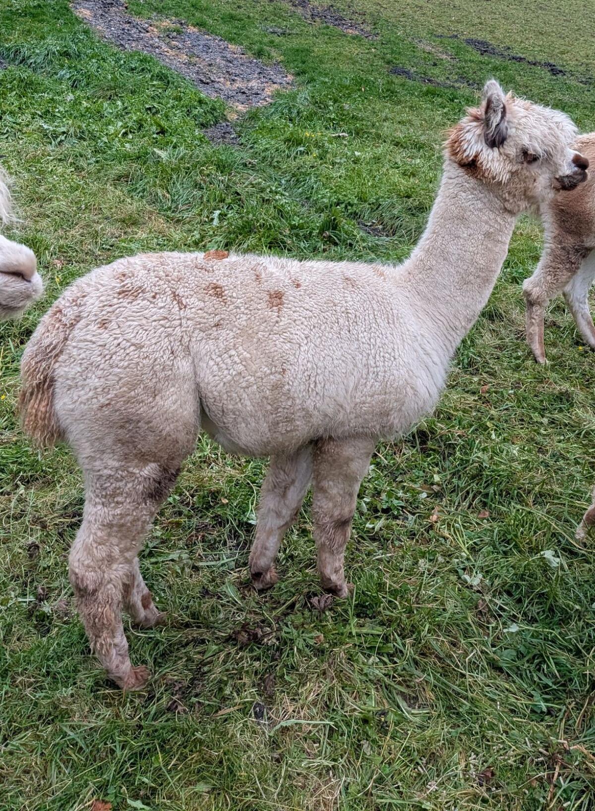 Alpaka Stute 2