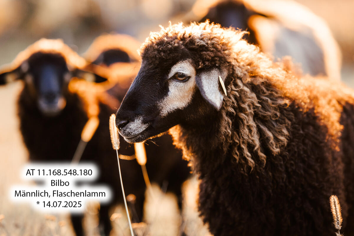 Krainer Steinschafe: Lämmer und Jungwidder aus HBZ 3