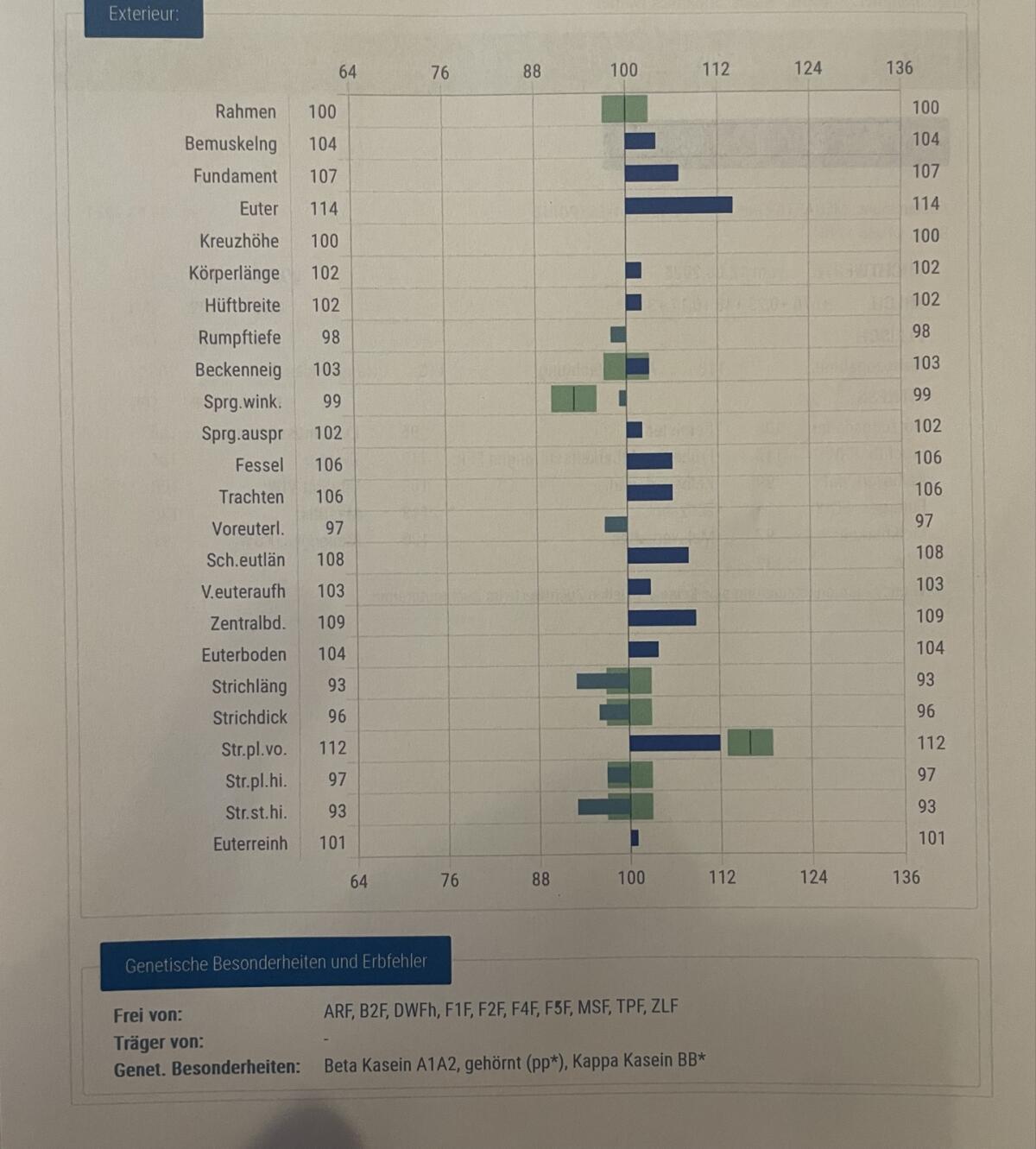 Deckstier 19 Monate 2