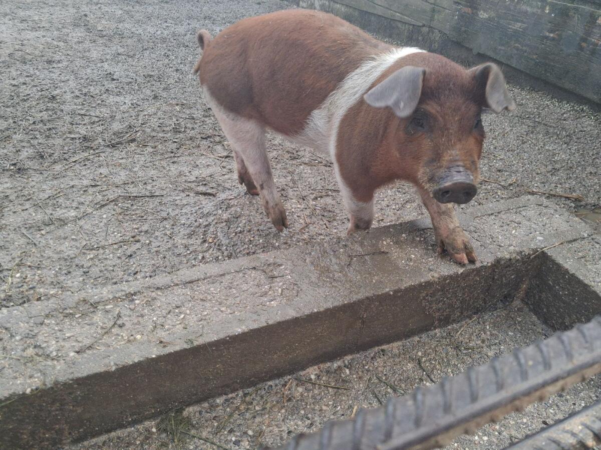 Duroc/Schwäbisch Hällisch Ferkel 1