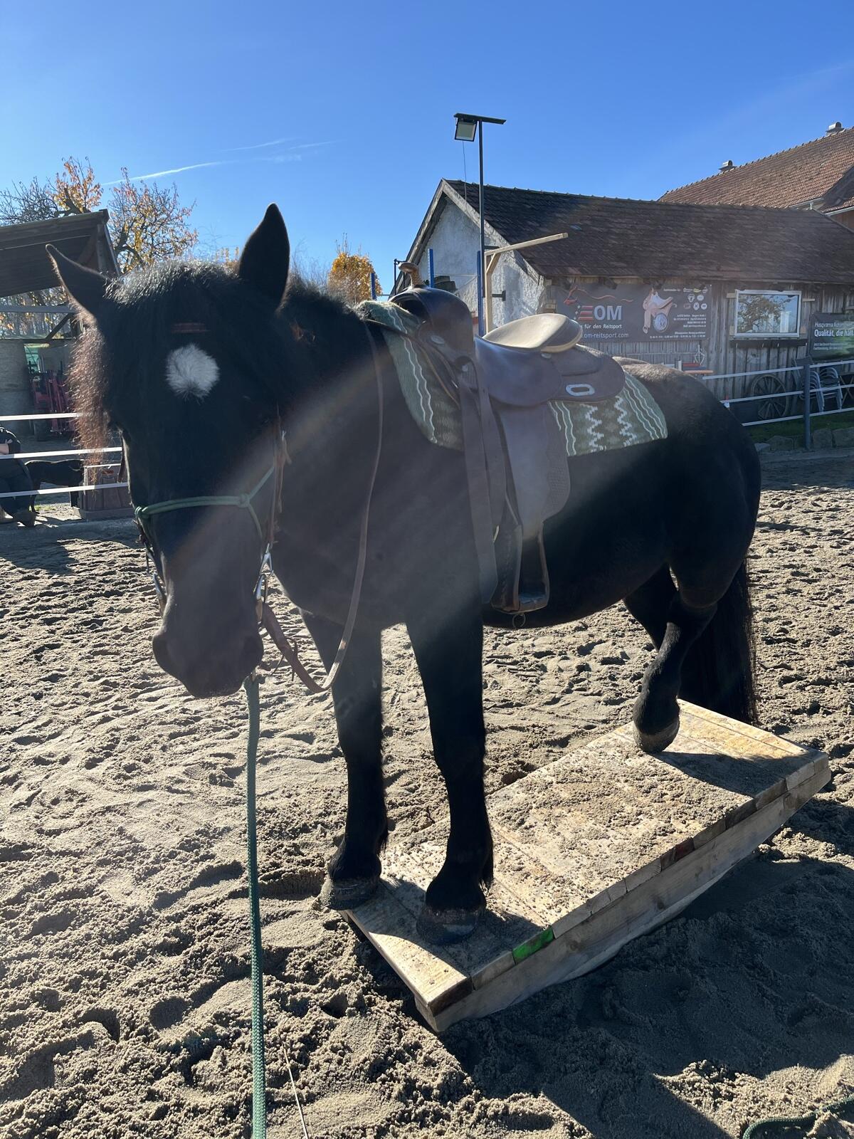 Reitbeteiligung gesucht für meine Noriker-Stute „Whoopy“ 1