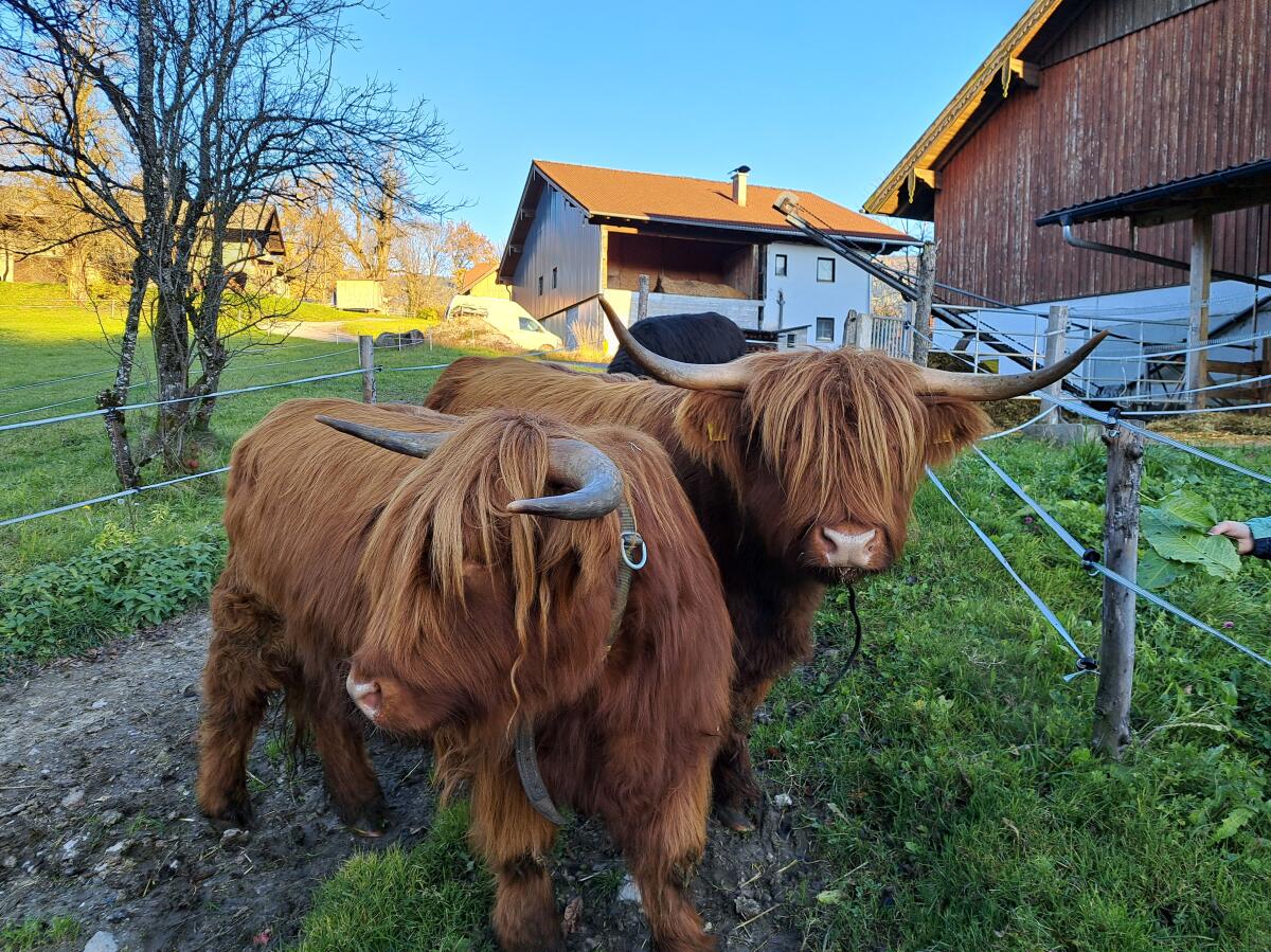 Hochlandrind Kalbin Courtney 2