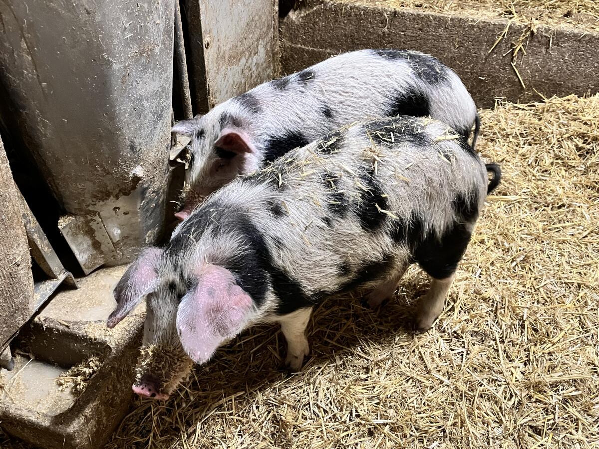 Bio Ferkel, Reinrassige Turopolje Ferkel zu verkaufen 2