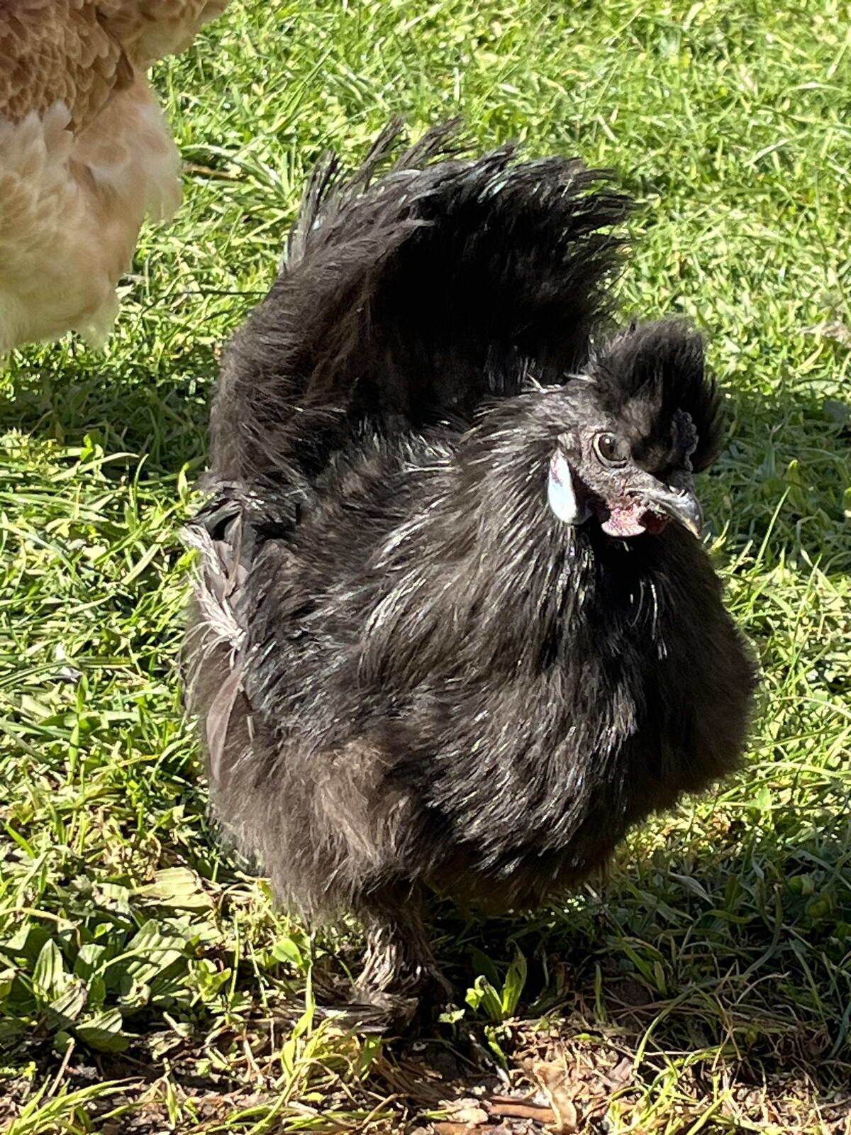 Junge Seidenhähne 3