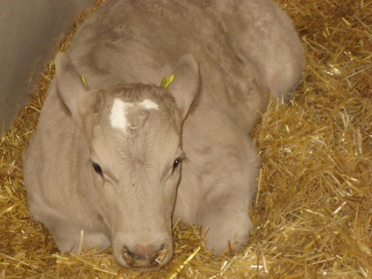 Charolais/HF Stierkalb 1
