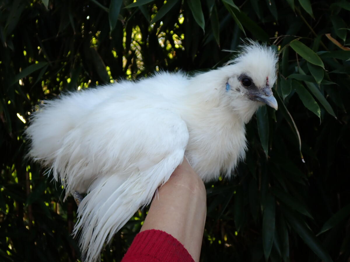 Weißer Zwergseidenhahn 2