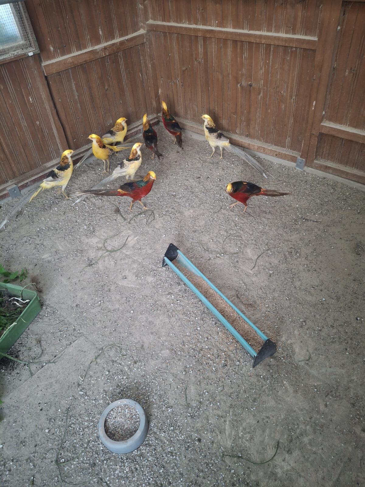 Rote und Gelbe Goldfasane 1