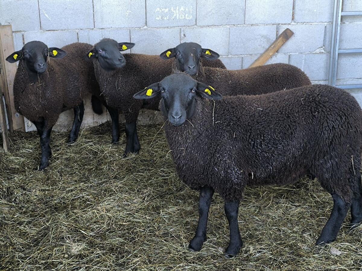Jura Zuchtlämmer 1