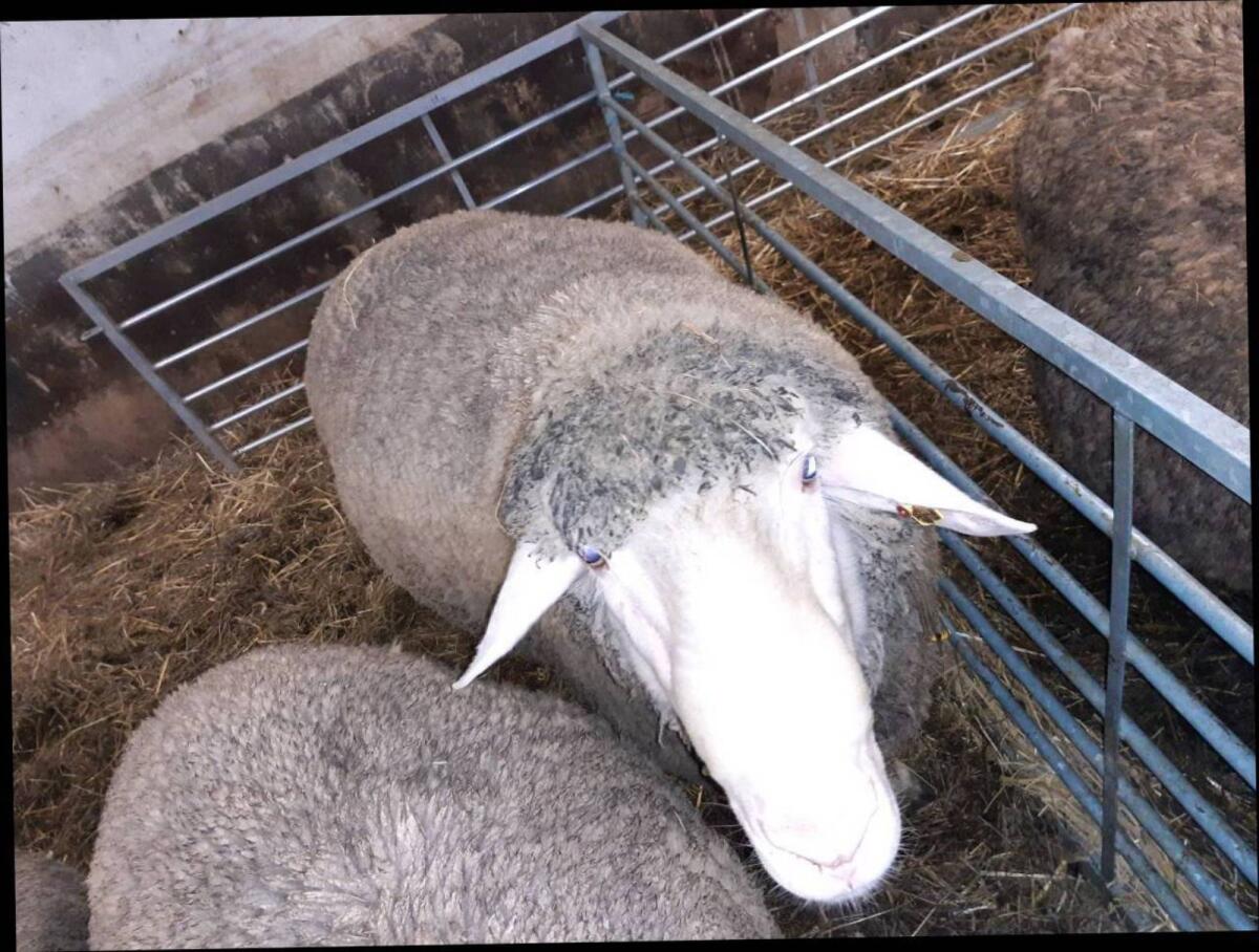 Merinowidder, Zuchtwidder IIa 2