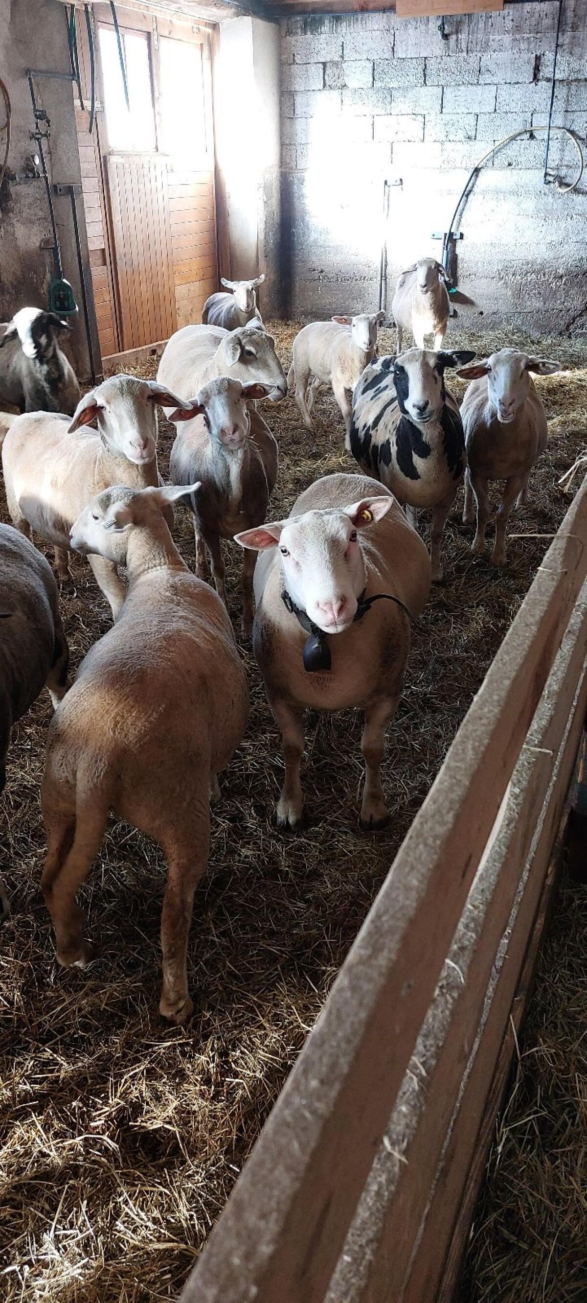 Berrichon du Cher Widder 1