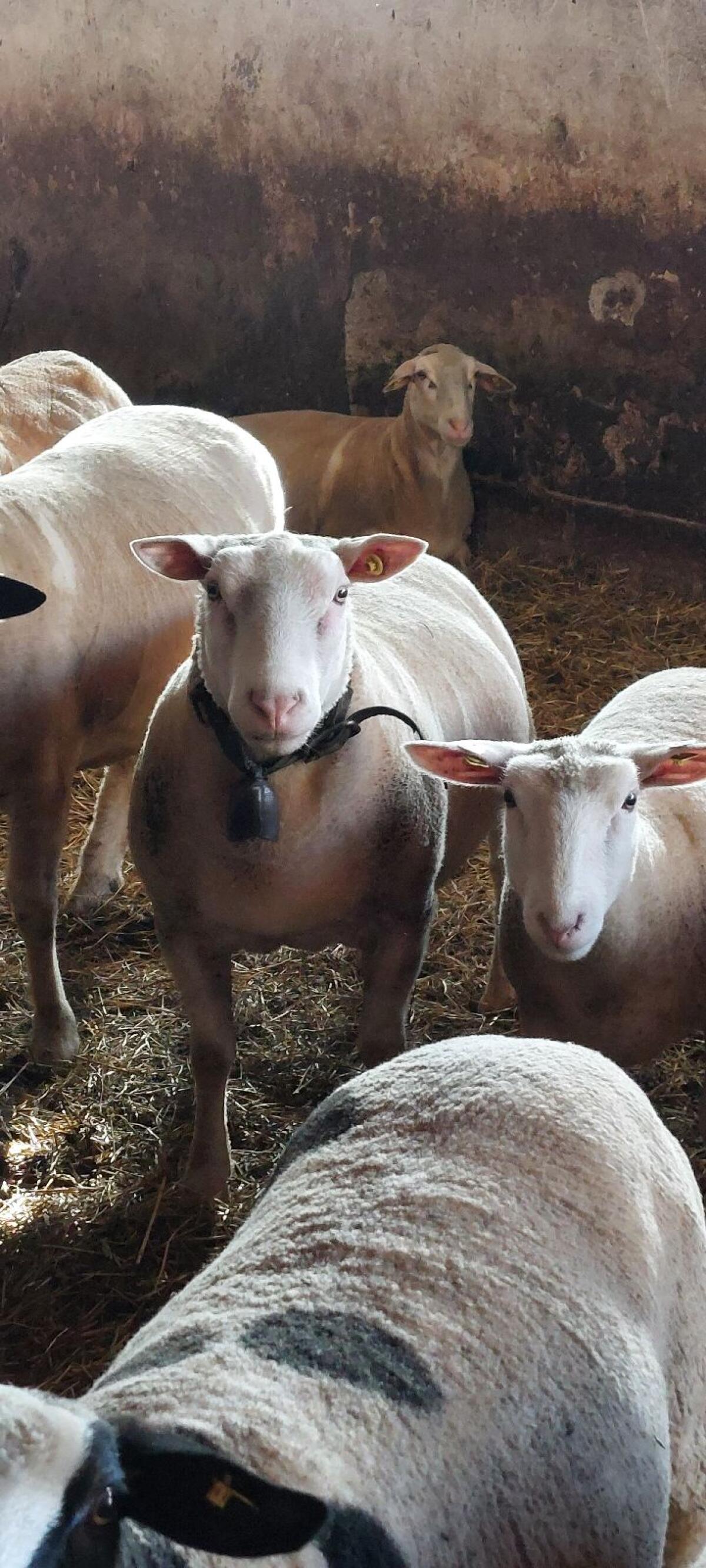 Berrichon du Cher Widder 2