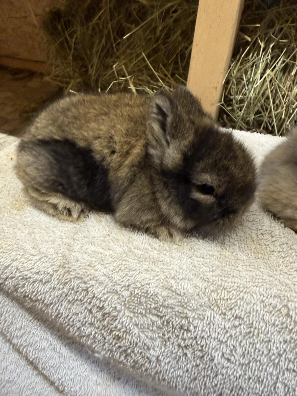 Löwenkopf-Kaninchen 2