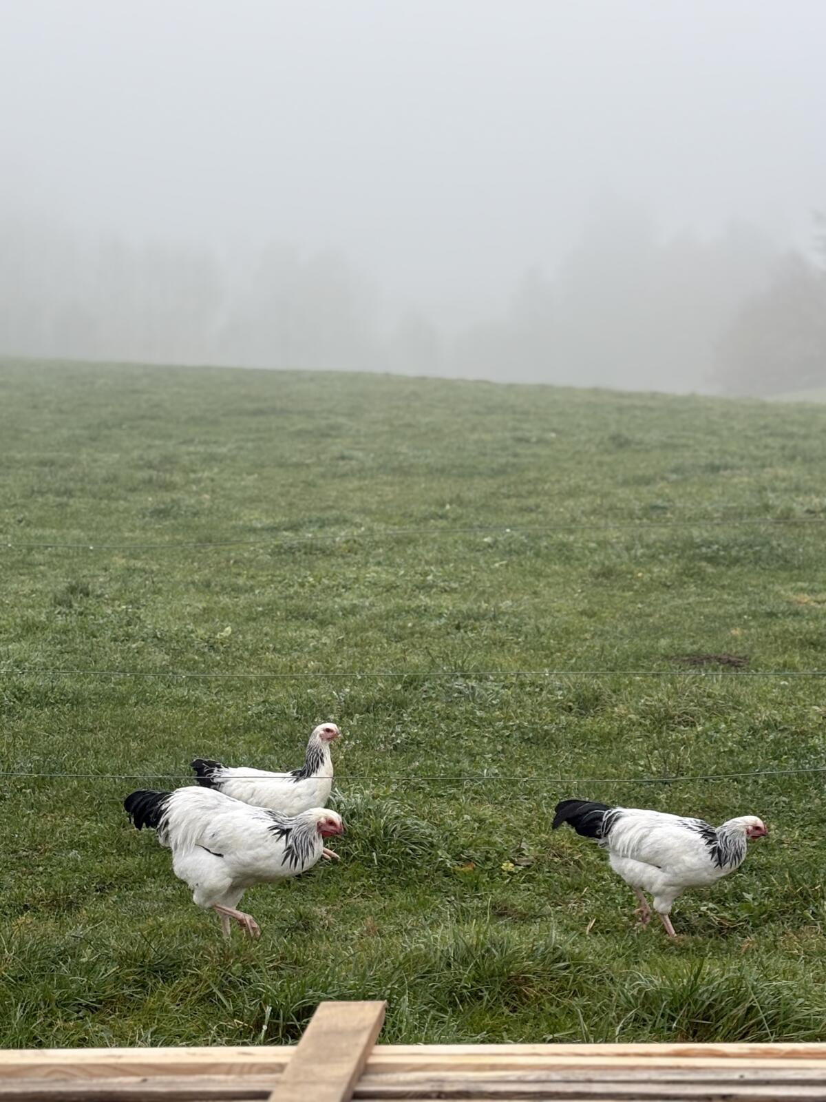 Junge Reichshähne zu verkaufen 1