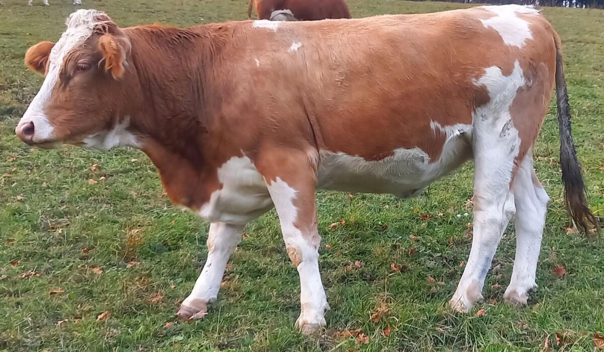 Trächtige Bio Fleckvieh Kalbin 3