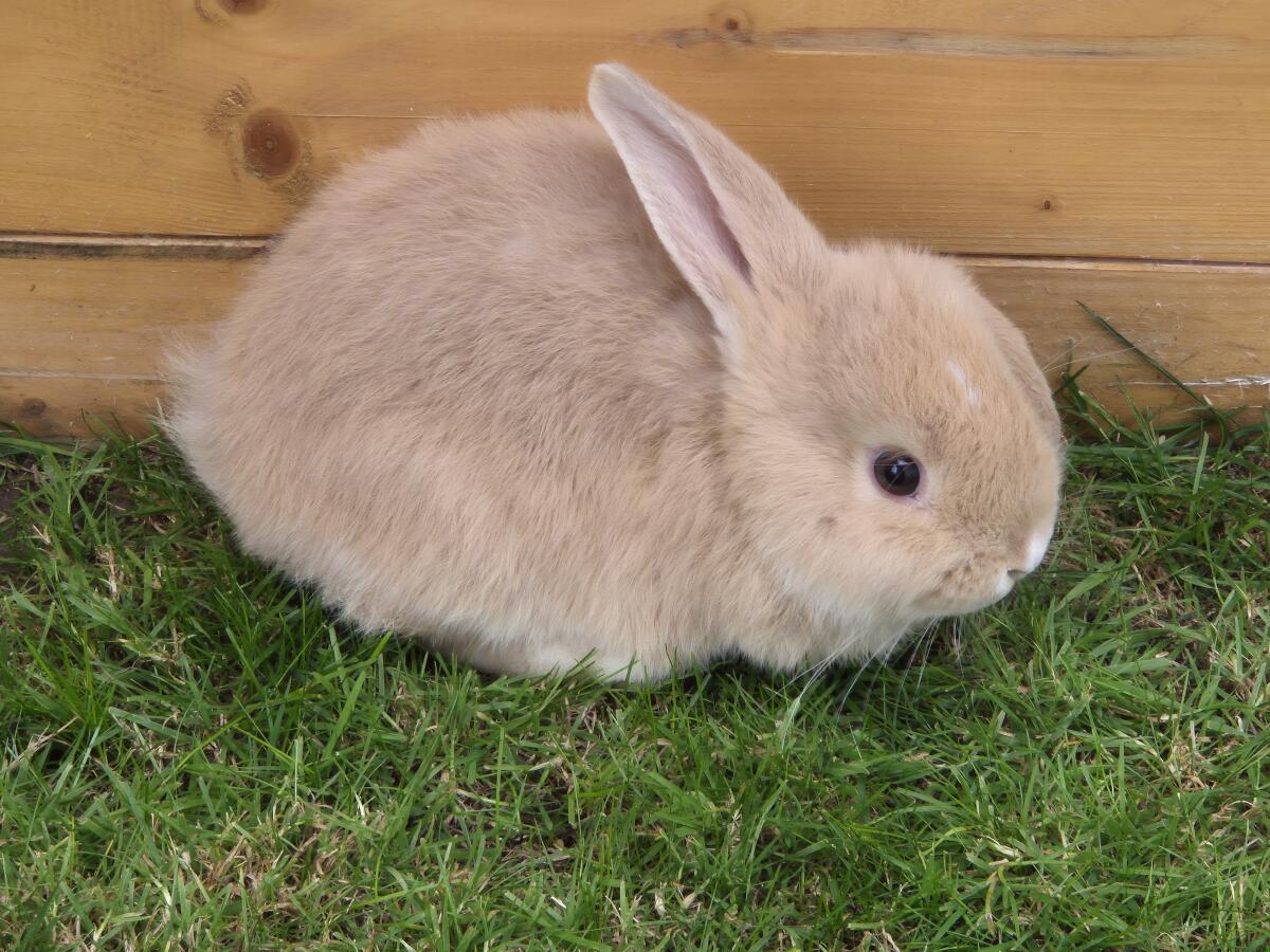 NHD Mini-Lop Zwergwidder Kaninchen 2