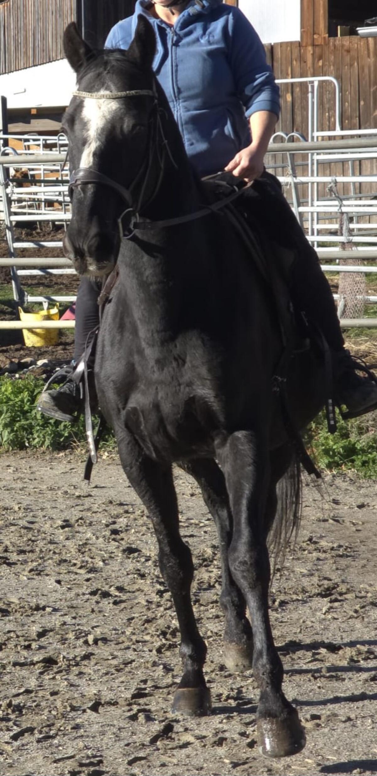 Tschechischer Warmblut-Wallach 2