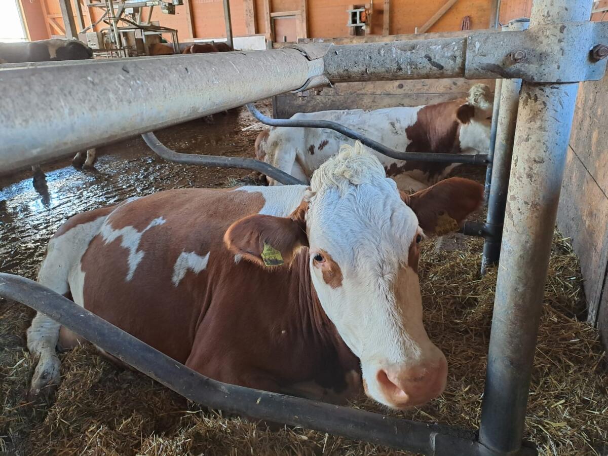 Verkaufe Fleckviehkuh 2