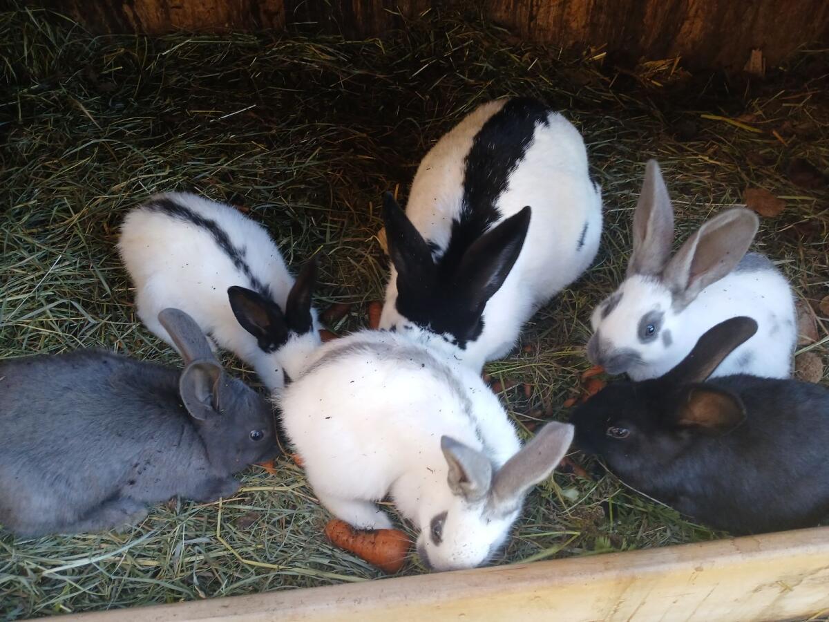 Riesen Hasen Junge 3