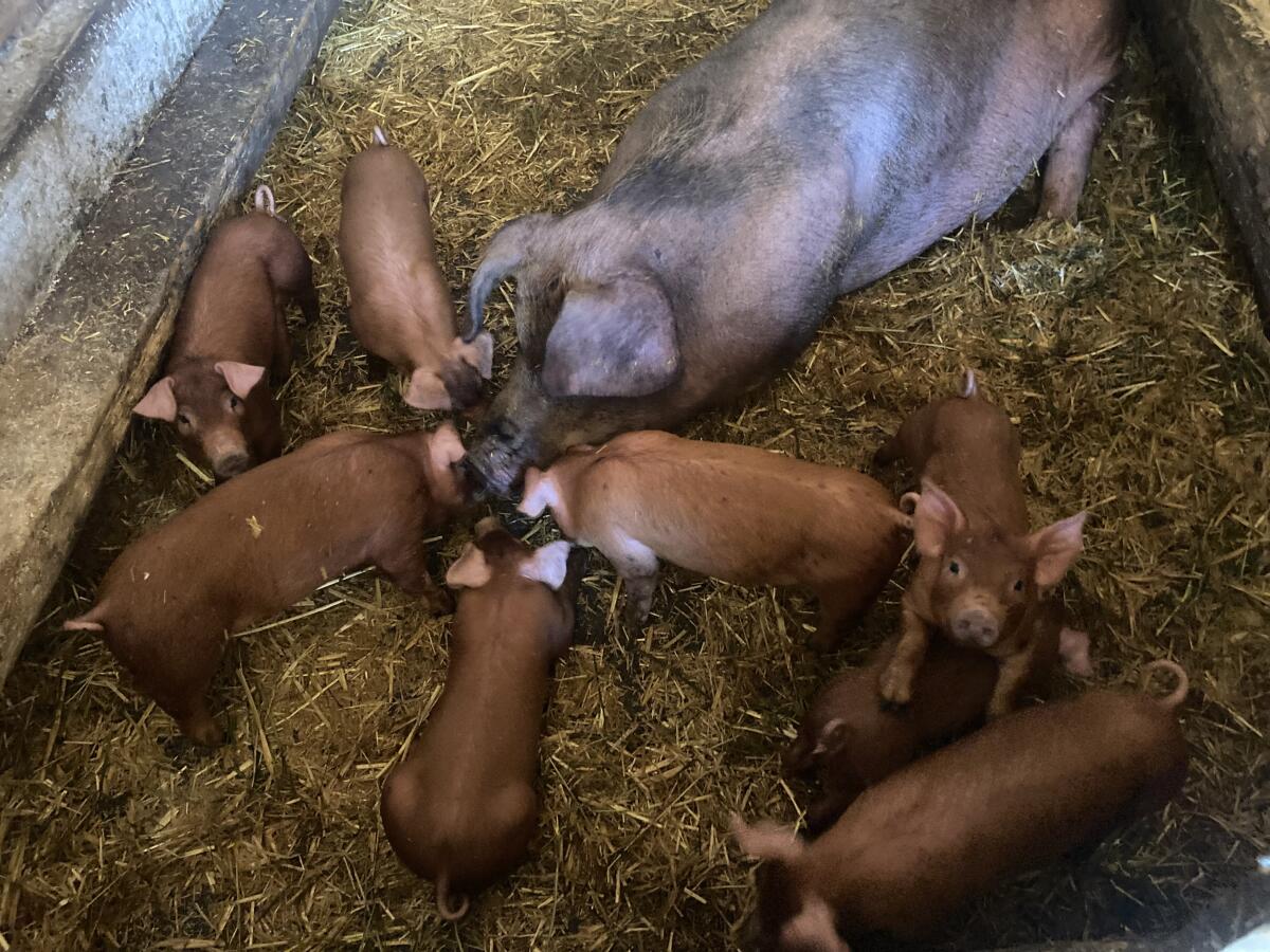 Duroc Ferkel Tirol 2